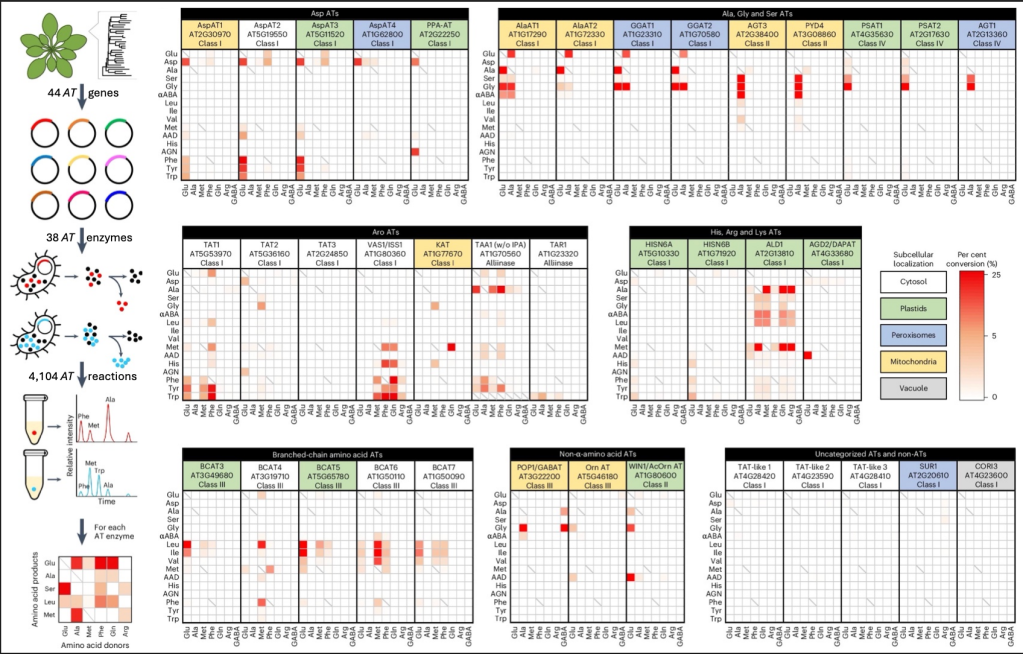 New Publication: “Mapping multi-substrate specificity of Arabidopsis aminotransferases”